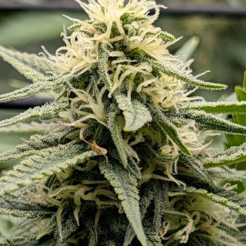 Hulk 🧟‍♀️ growlog timeline photo
