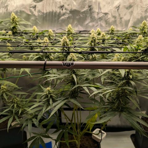 Hulk 🧟‍♀️ growlog timeline photo