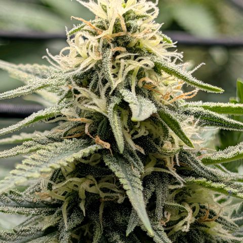 Hulk 🧟‍♀️ growlog timeline photo