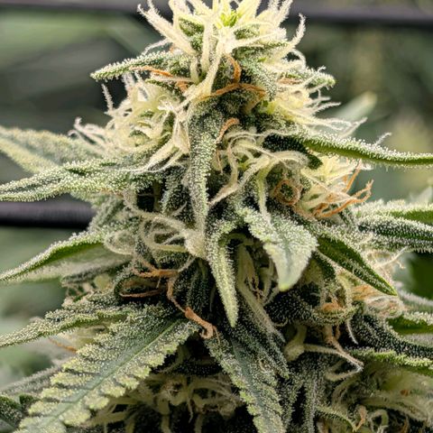 Hulk 🧟‍♀️ growlog timeline photo