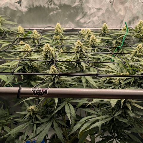 Hulk 🧟‍♀️ growlog timeline photo