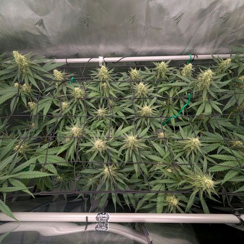 Hulk 🧟‍♀️ growlog timeline photo