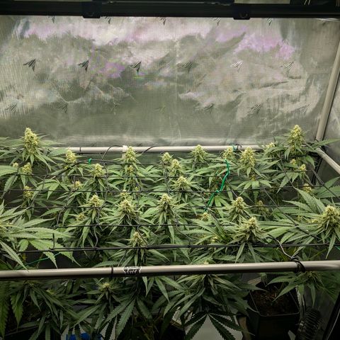Hulk 🧟‍♀️ growlog timeline photo