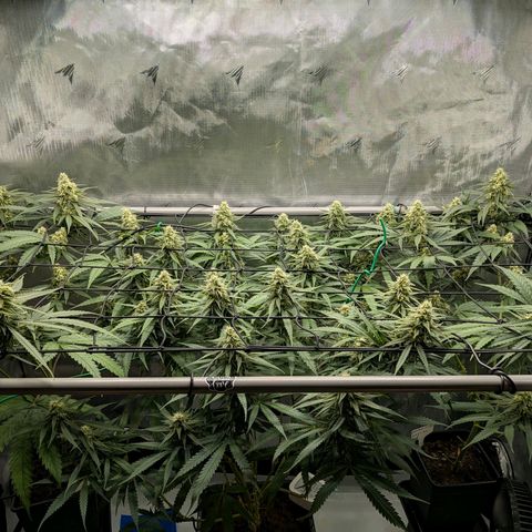 Hulk 🧟‍♀️ growlog timeline photo