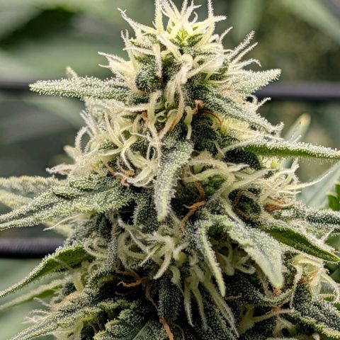 Hulk 🧟‍♀️ growlog timeline photo