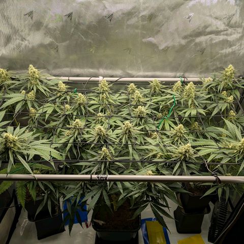 Hulk 🧟‍♀️ growlog timeline photo