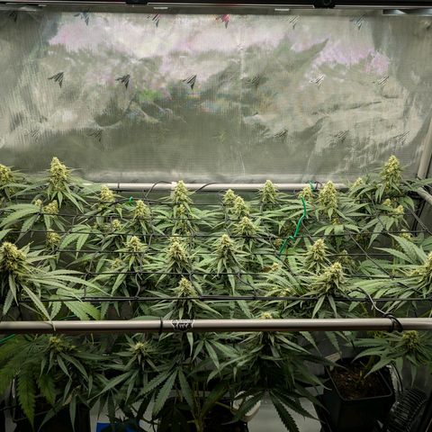 Hulk 🧟‍♀️ growlog timeline photo