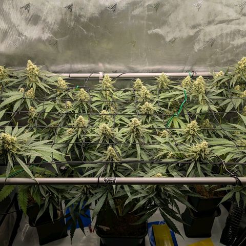 Hulk 🧟‍♀️ growlog timeline photo