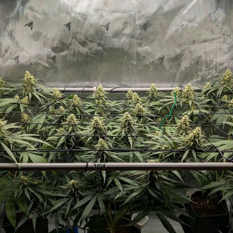 Hulk 🧟‍♀️ growlog timeline photo