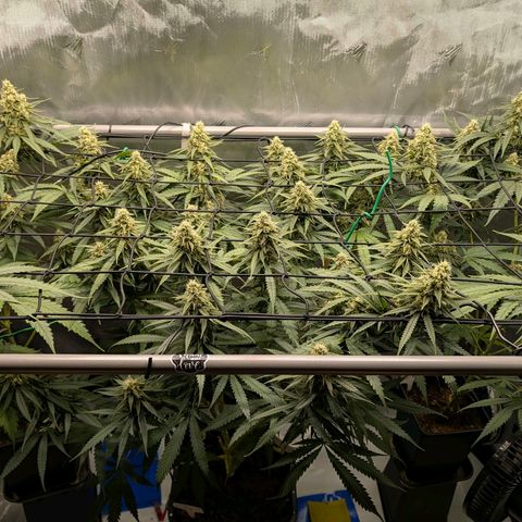 Hulk 🧟‍♀️ growlog timeline photo