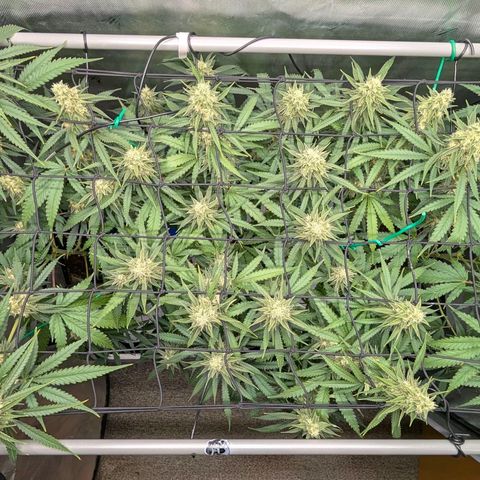 Hulk 🧟‍♀️ growlog timeline photo