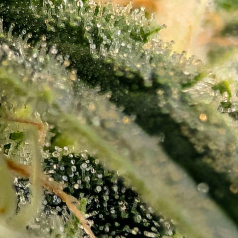 Hulk 🧟‍♀️ growlog timeline photo