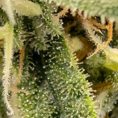 Hulk 🧟‍♀️ growlog timeline photo