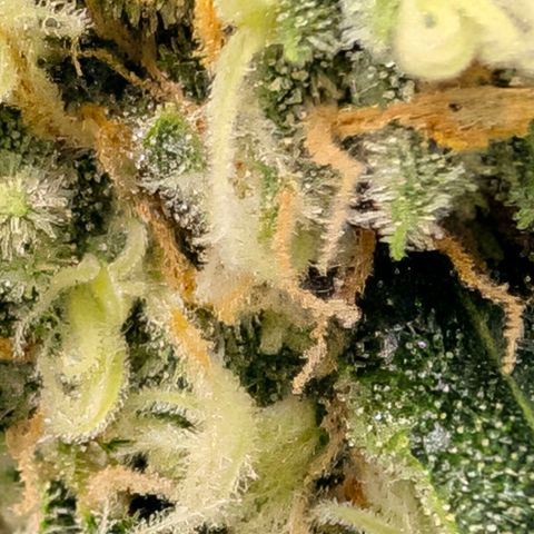 Hulk 🧟‍♀️ growlog timeline photo