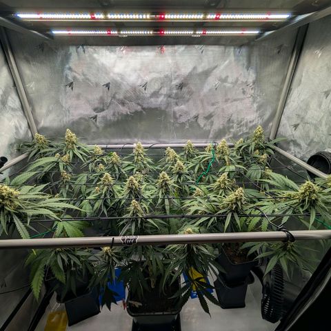 Hulk 🧟‍♀️ growlog timeline photo