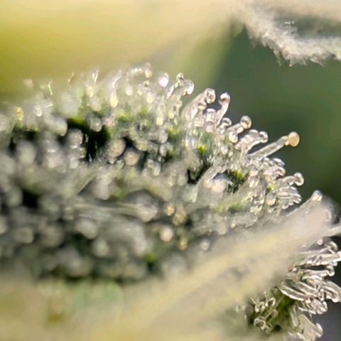 Hulk 🧟‍♀️ growlog timeline photo