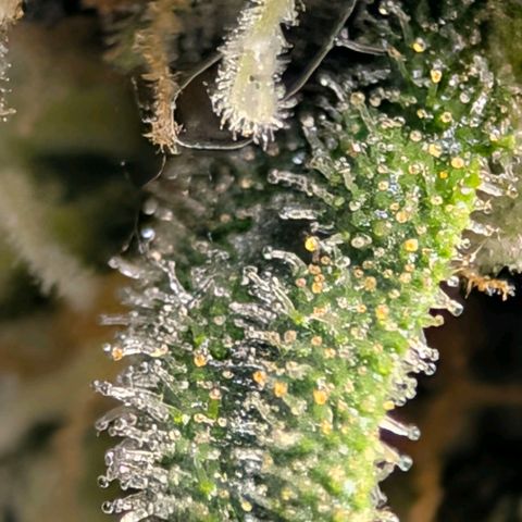 Hulk 🧟‍♀️ growlog timeline photo