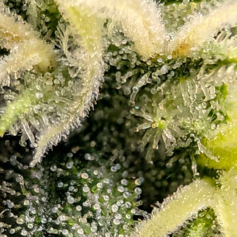 Hulk 🧟‍♀️ growlog timeline photo