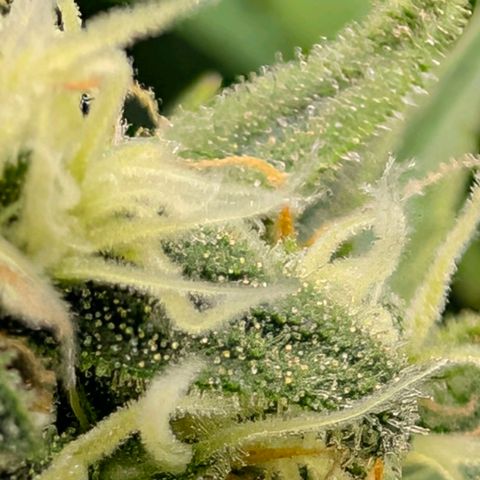 Hulk 🧟‍♀️ growlog timeline photo