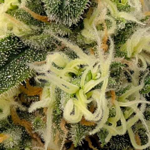 Hulk 🧟‍♀️ growlog timeline photo