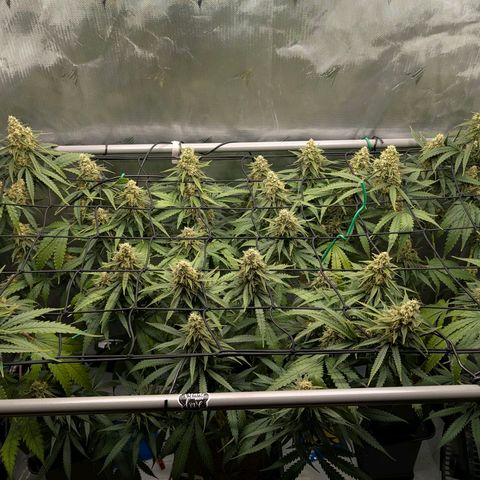 Hulk 🧟‍♀️ growlog timeline photo