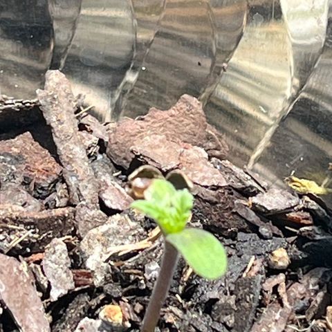 mystery strain growlog photo: 4 leaves today! on day 4 lol