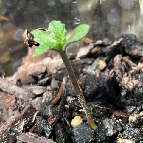 mystery strain growlog photo: ms. mary jane this morning looking so cute 