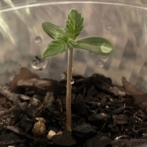 mystery strain growlog photo: seed finally came off 