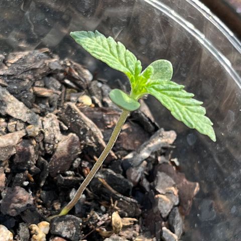 mystery strain growlog photo: new baby leaves today 
