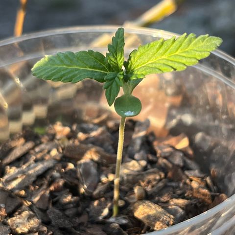 mystery strain growlog timeline photo