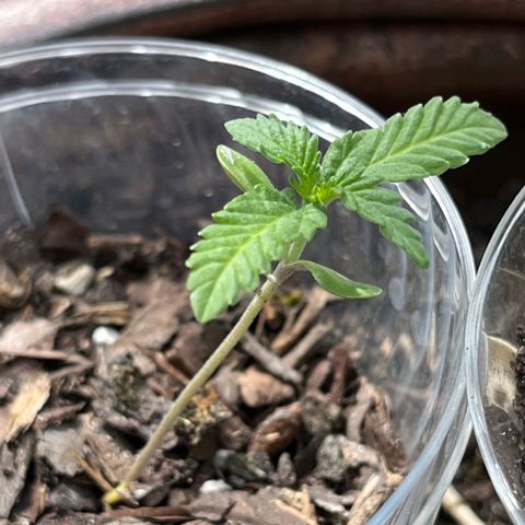 mystery strain growlog timeline photo