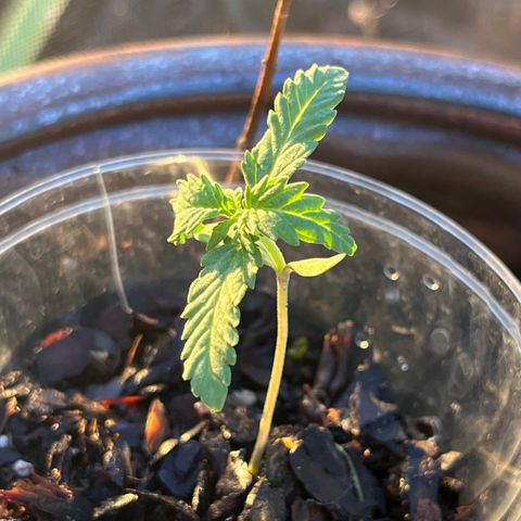 mystery strain growlog timeline photo