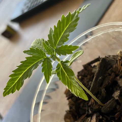mystery strain growlog photo: so prettyyy