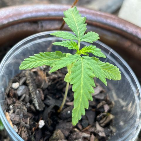 mystery strain growlog timeline photo