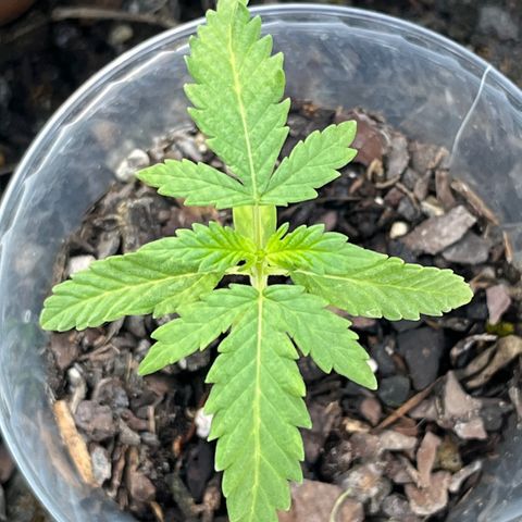 mystery strain growlog timeline photo