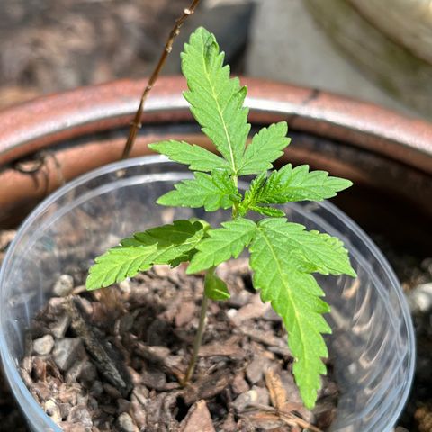mystery strain growlog photo: so many leaves 