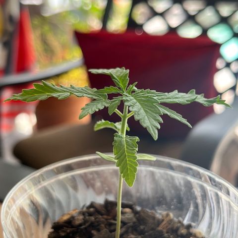 mystery strain growlog photo: cuteee