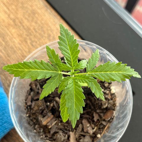 mystery strain growlog photo: cuteee
