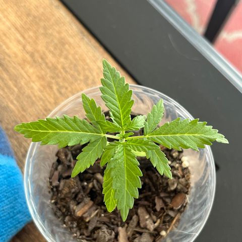 mystery strain growlog timeline photo