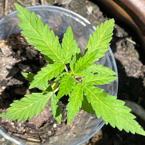 mystery strain growlog timeline photo
