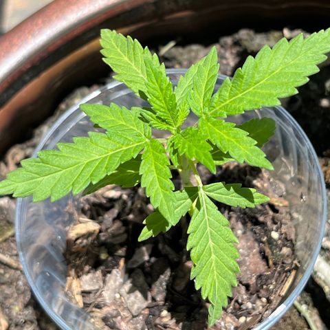 mystery strain growlog timeline photo