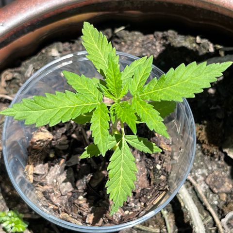 mystery strain growlog timeline photo
