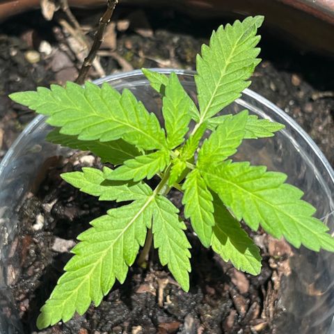 mystery strain growlog timeline photo