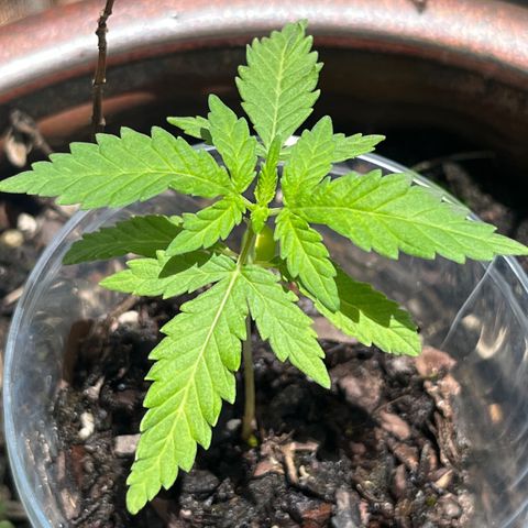 mystery strain growlog timeline photo