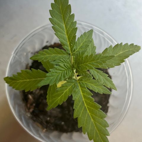 mystery strain growlog timeline photo