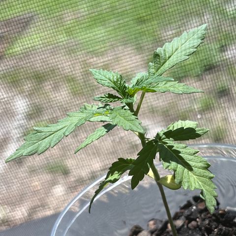 mystery strain growlog timeline photo