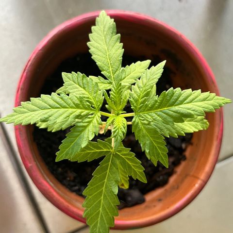 mystery strain growlog timeline photo