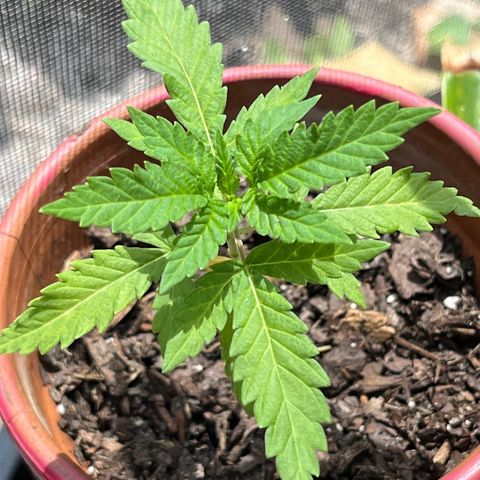 mystery strain growlog timeline photo