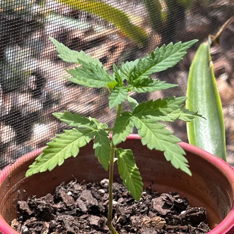 mystery strain growlog timeline photo