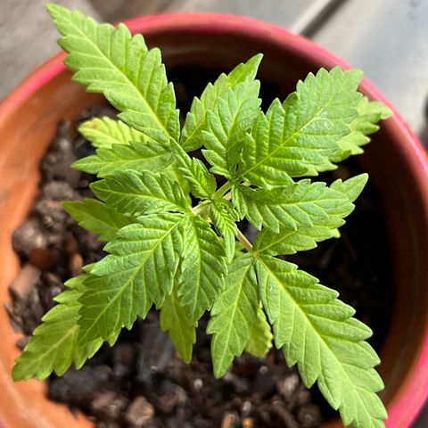mystery strain growlog timeline photo